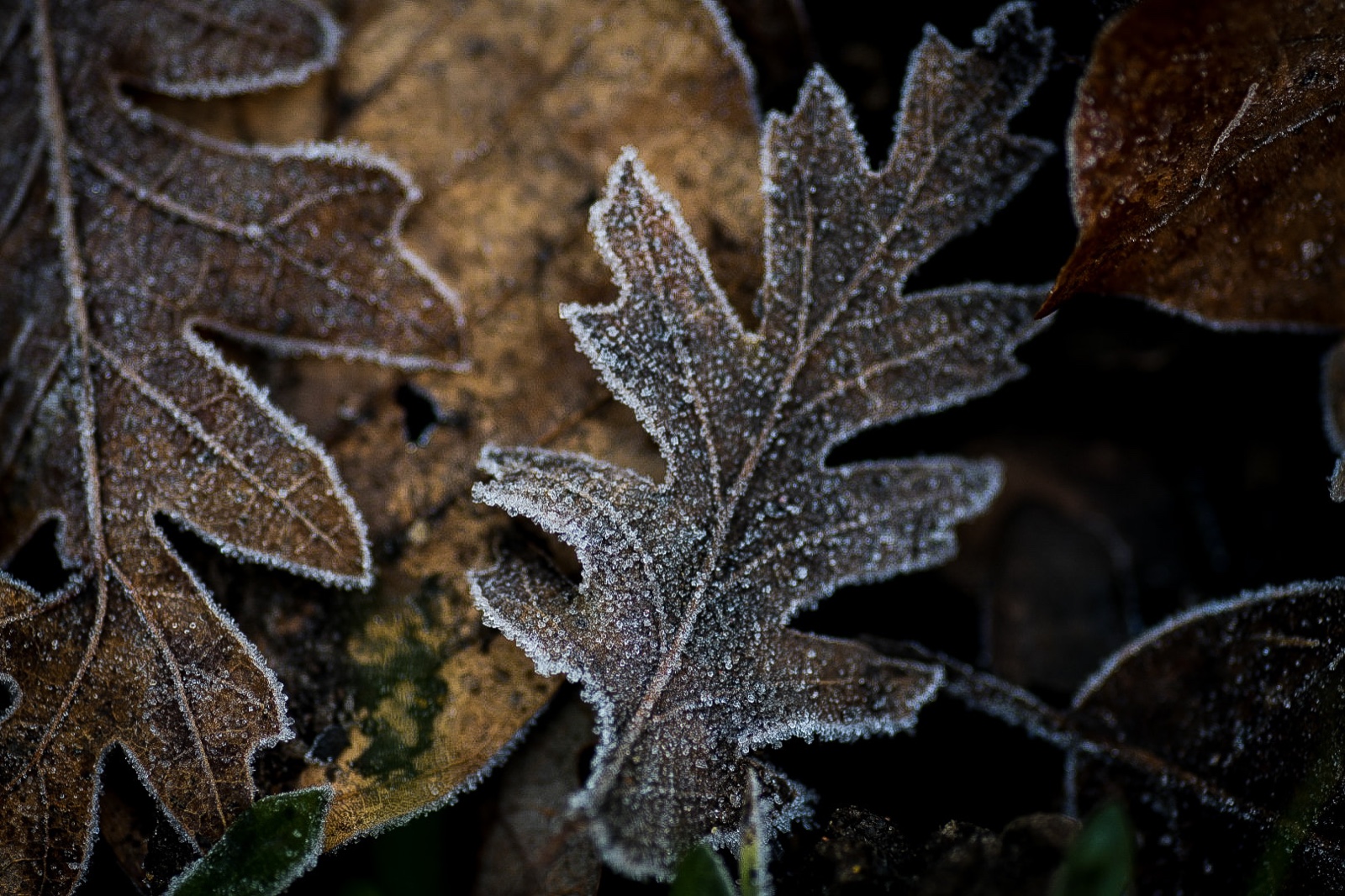 Frosted Leaf